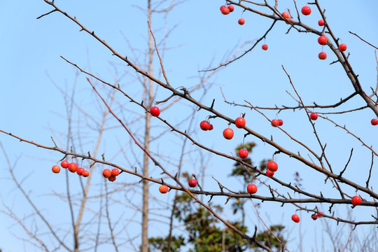 水栒子紅果子