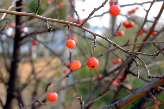 水栒子紅果子