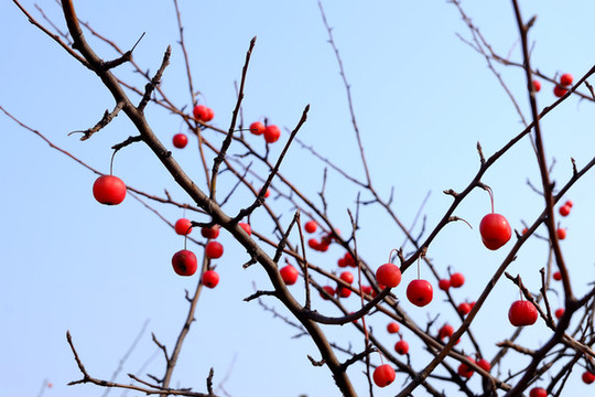 水栒子紅果子
