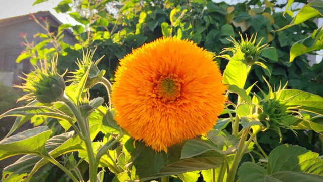 向陽花