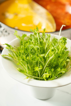 青豆苗
