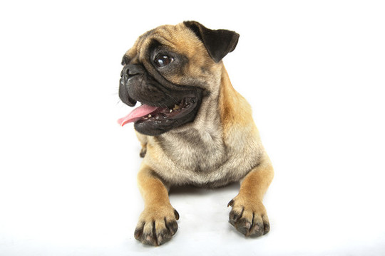 八哥犬