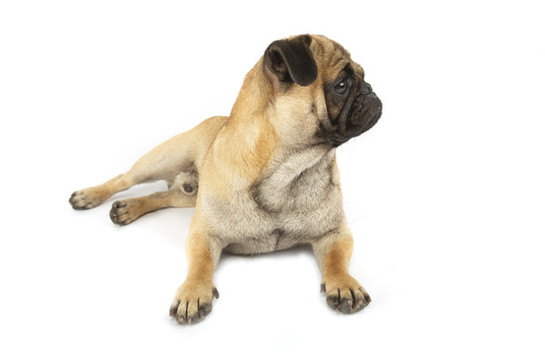 八哥犬