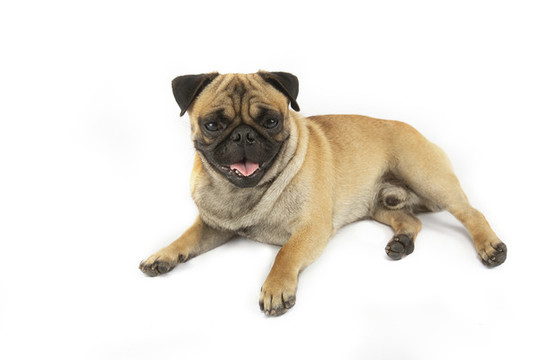 八哥犬
