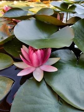 睡蓮