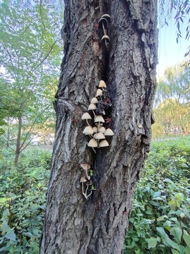 樹上的小蘑菇