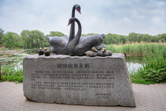 圓明園黑天鵝