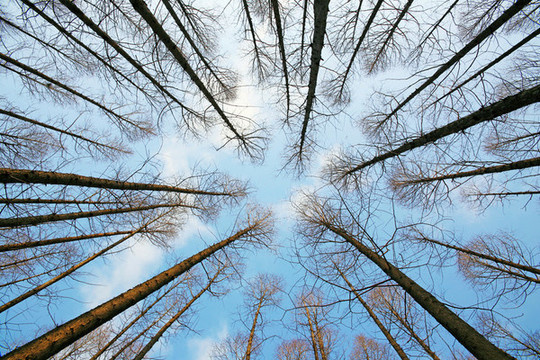 天空杉樹林高清大圖