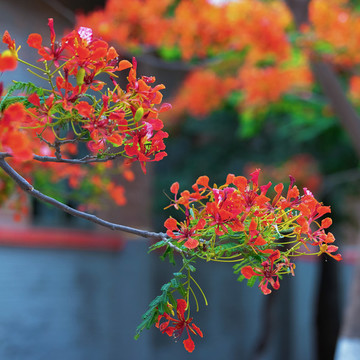 鳳凰花開(kāi)