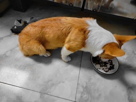 狗狗