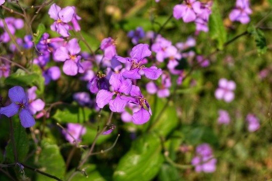 諸葛菜