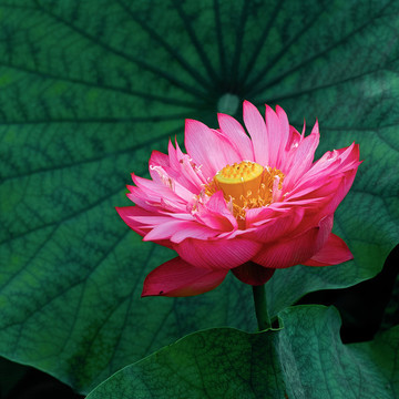 荷