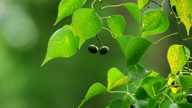 烏桕