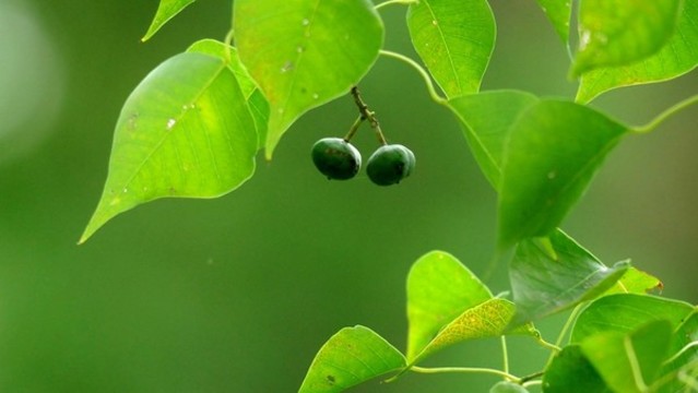 烏桕