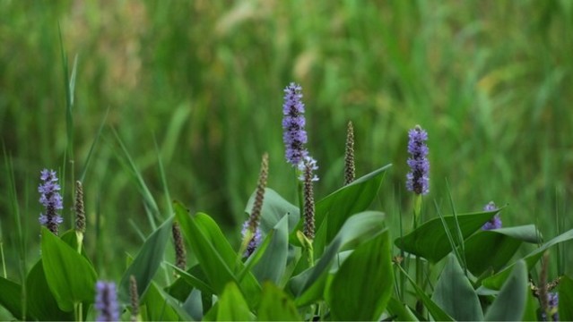 梭魚草