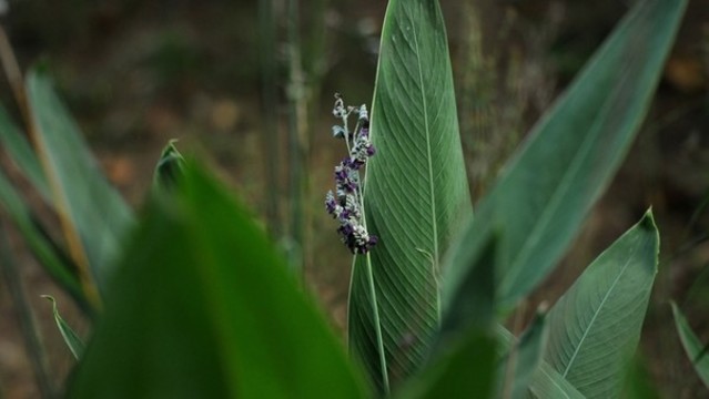 再力花