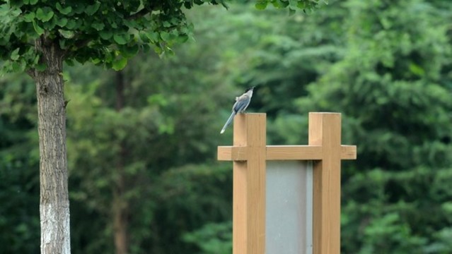 巢湖城市口袋公園之丁崗河公園