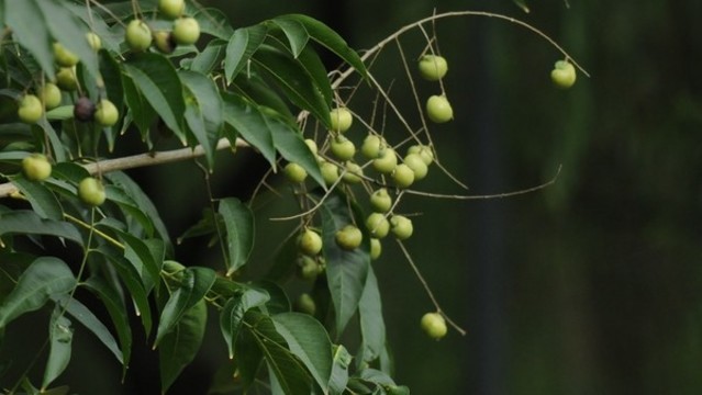 無(wú)患子