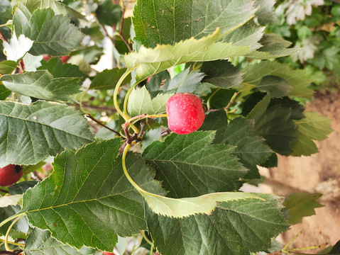 山楂紅果實(shí)