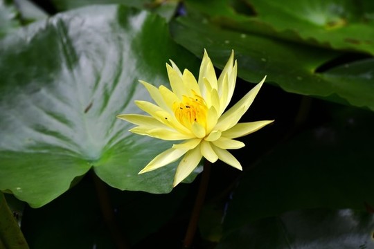 睡蓮