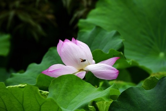 荷花