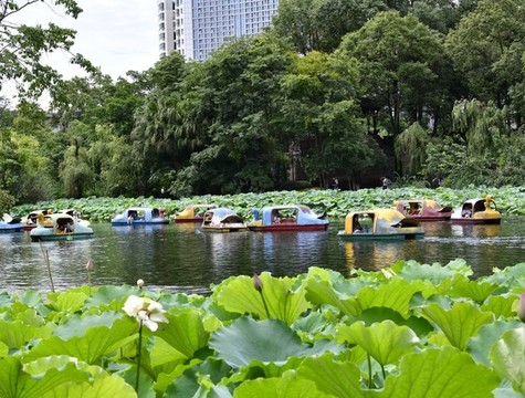 公園游船