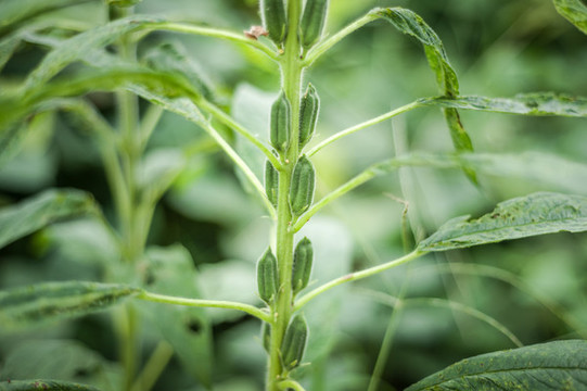 芝麻節(jié)節(jié)高