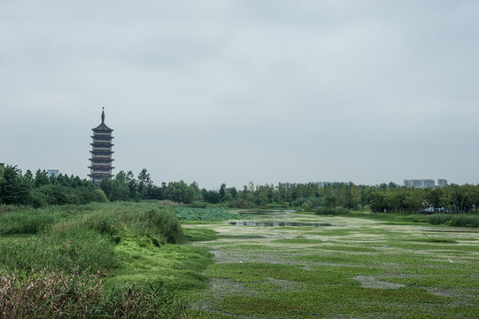 田野地平線