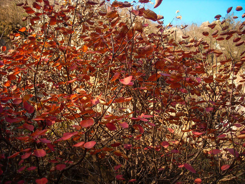 紅葉