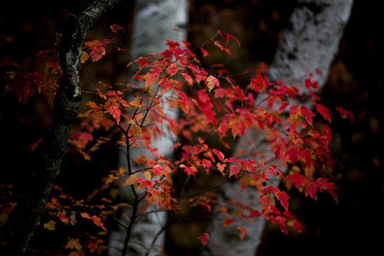 紅葉