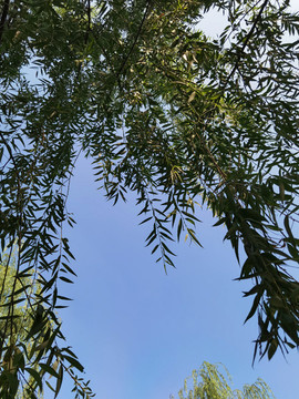 立柳