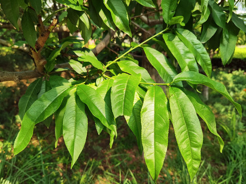 桃花樹葉