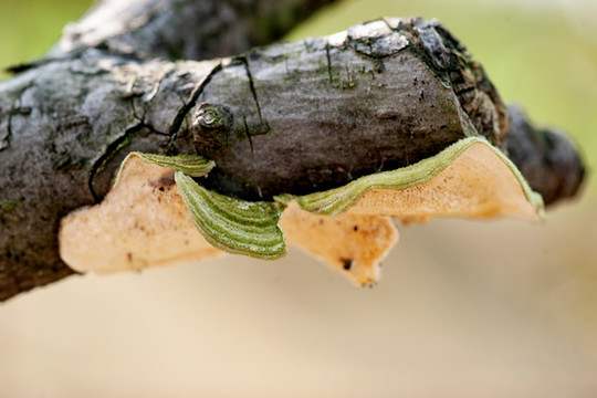 老樹(shù)枝