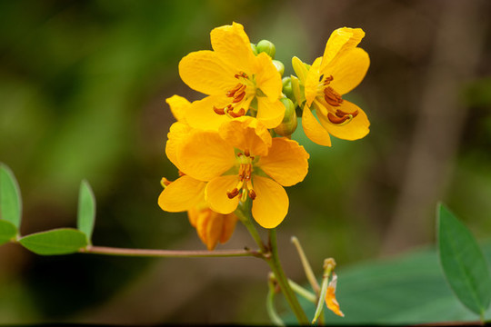 決明子花