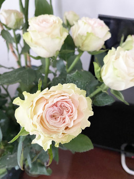 玫瑰花