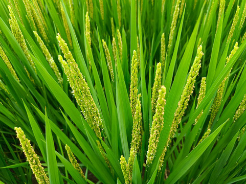 稻花拍攝