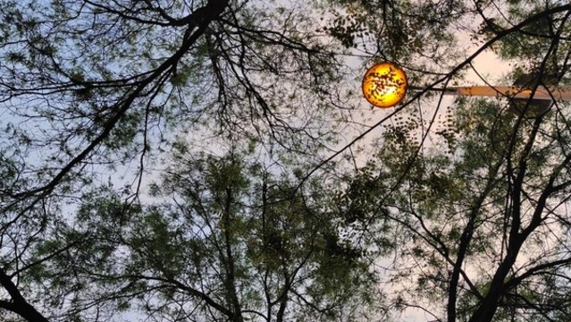 黃昏樹影殘照燈
