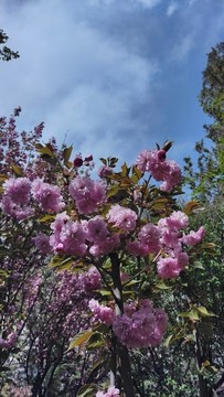 春日櫻花