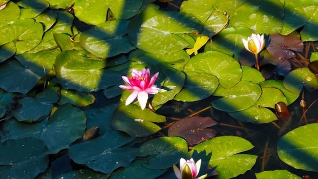 秋荷
