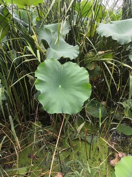 荷葉荷花