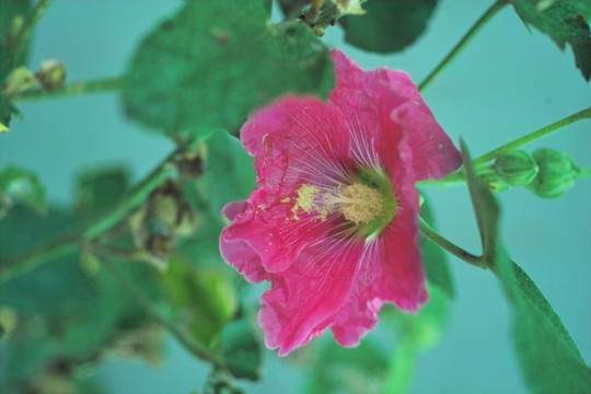 蜀葵