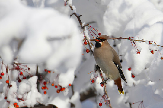 大雪中覓食的太平鳥美餐漿果