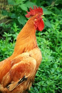 公雞特寫
