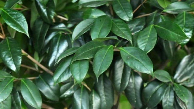 山茶花
