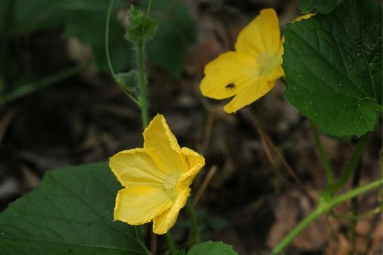 冬瓜花