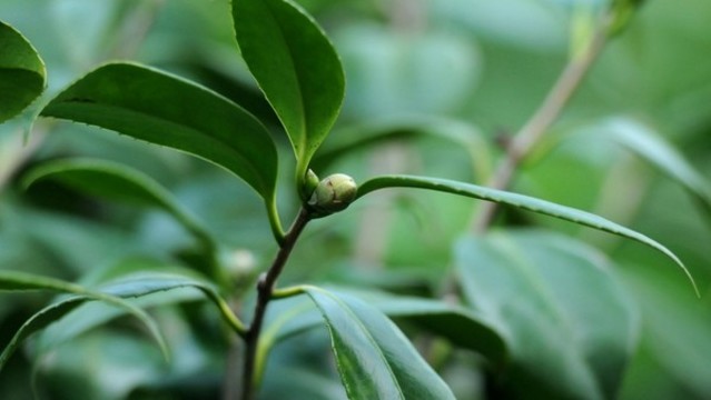 山茶花