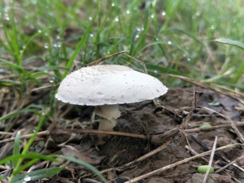 傘狀蘑菇