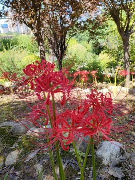 彼岸花