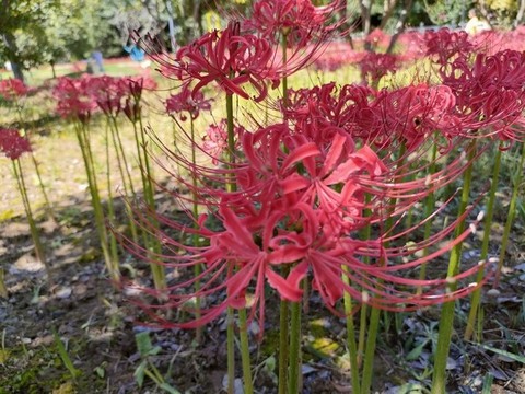 彼岸花開