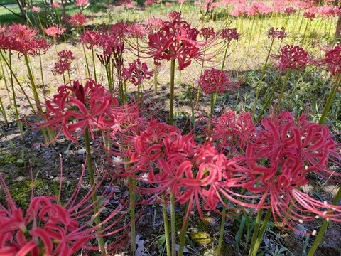 彼岸花開